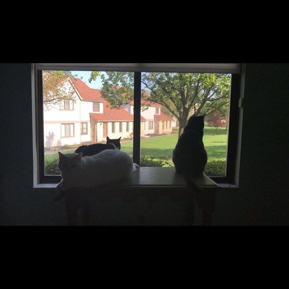 Meet your Posher, Olivia - Picture 5 of 5